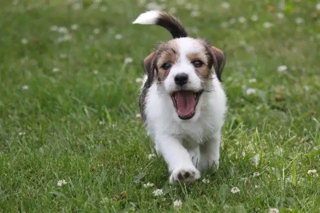 CKC REGISTERED (JACK) RUSSELL PUPPY. CHAMPION BLOODLINE in Dogs & Puppies for Rehoming in Chatham-Kent - Image 4