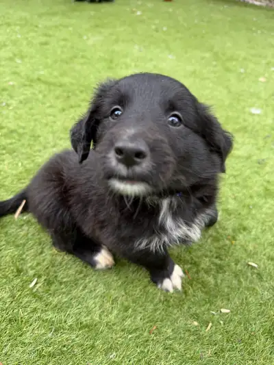 Retriever/Collie puppies for sale!, View more