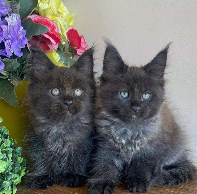 Purebred Maine Coon Kittens Cats & Kittens for Rehoming Edmonton
