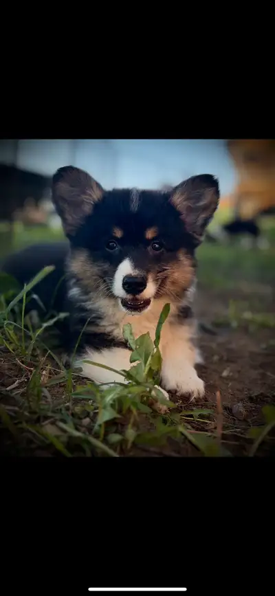 Corgi Welsh, View more