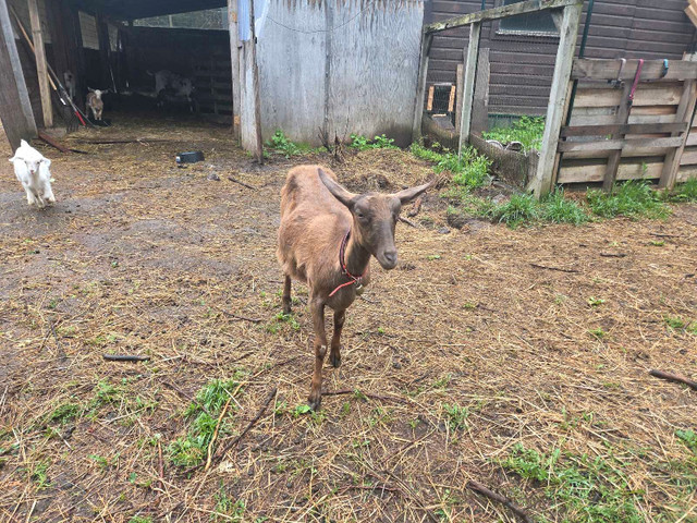 Alpine goat in milk + 2 kidd bucklings in Livestock in Peterborough - Image 2