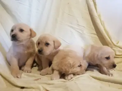 Golden Retriever Labrador (Goldador) Puppies, View more