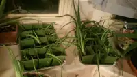 Plants aloe vera 