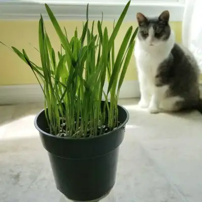 100g of cat grass seeds for $2 3 packs for $5 Organic GMO free oat seeds to plant for your kitty cat...