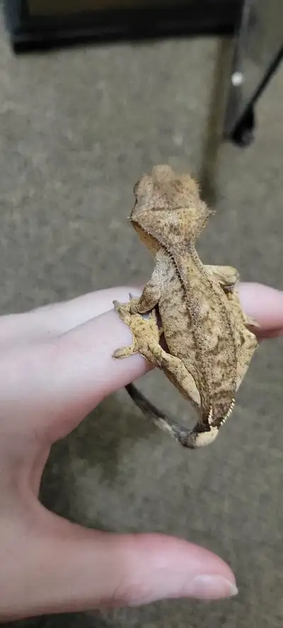 Juvenile Crested Geckos For Sale!, View more