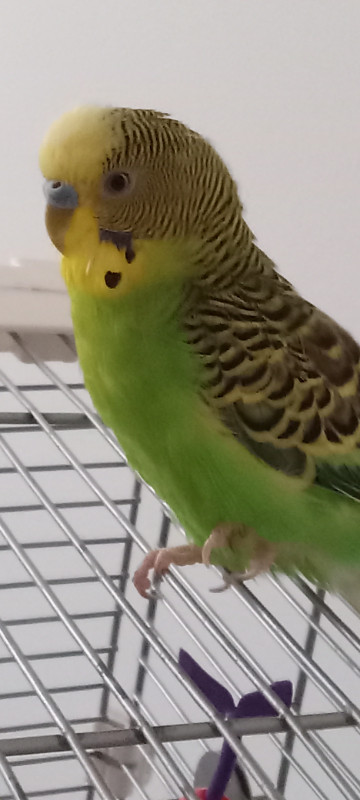 Sage budgie in Birds for Rehoming in Abbotsford