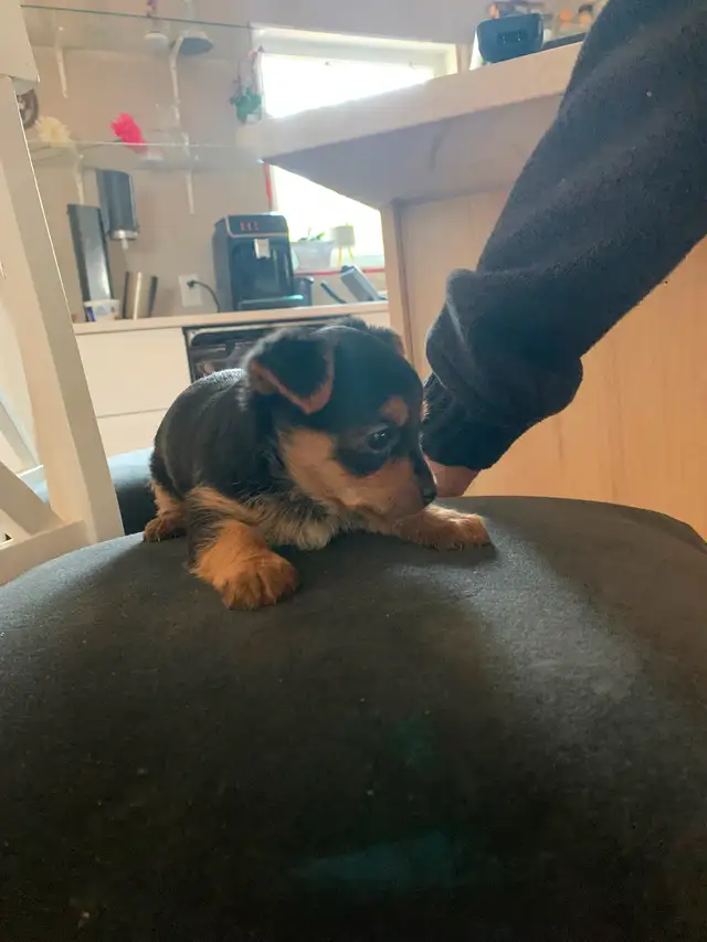 Yorkie puppies in Dogs & Puppies for Rehoming in Winnipeg - Image 5