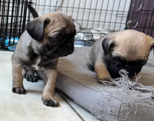 ***READY TO GO*** ***Puppies going for shots on Thursday the first, they will be available for picku...