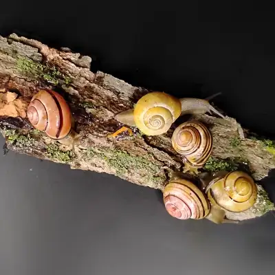 Escargots des haies, Grove snail, Brown-lipped snail, Cepaea Nemoralis. Disponible (prix moyen) : -...