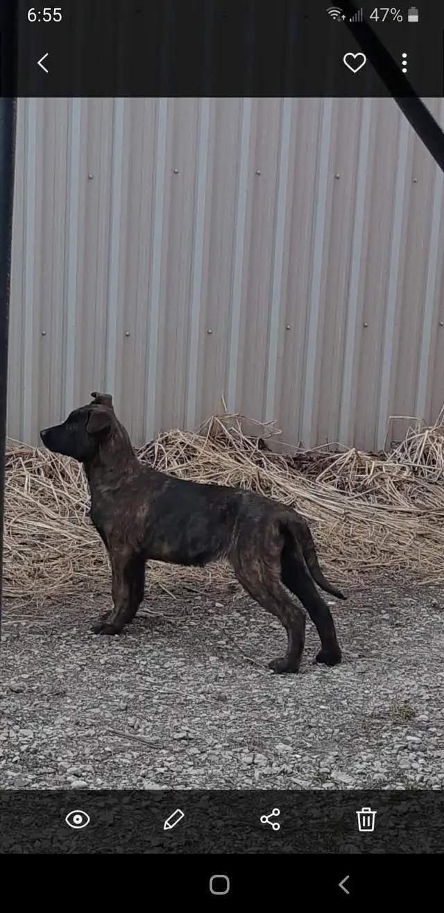 Dutch Shepherd Puppies in Dogs & Puppies for Rehoming in Stratford - Image 7