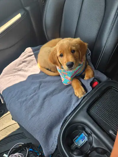 Rehome 10 week old Golden Retriever , View more