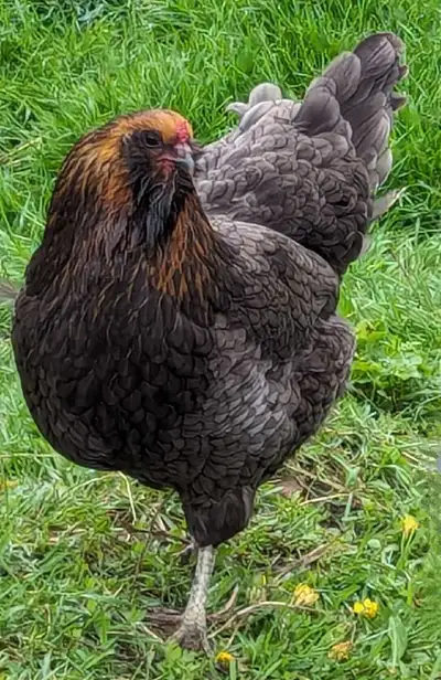 Looking for Fertilized Chicken and Duck Eggs in the Belleville, Napanee, Kingston area. Chicken: Any...