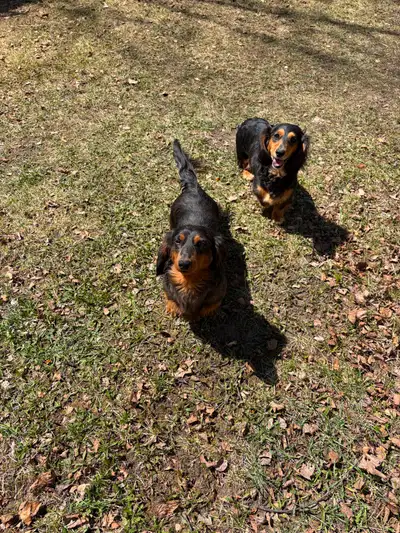 Beautiful longhair miniature Dachshund puppies, View more