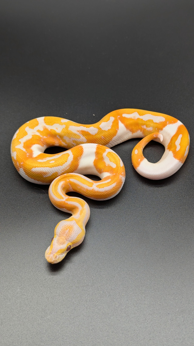 Python royal dans Reptiles et amphibiens à adopter  à Longueuil/Rive Sud - Image 3