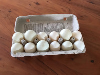 Duck eggs