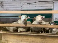 Growing lambs