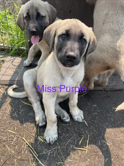 Turkish Kangal puppies born May 1st, View more