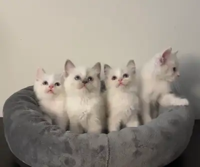 Ragdoll kittens rehoming, View more
