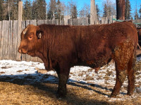 Yearling and 2 yr old Registered Simmental bulls