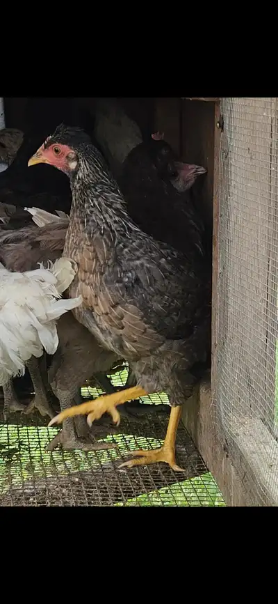4 Cream Legbar Pullets, View more