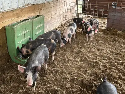 Berkshire Cross Pigs, View more