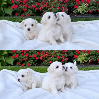 3 Adorable Maltese Boys Looking for Their Forever Homes, View more