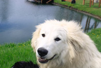 Great Pyrenees 3yrs Old Female