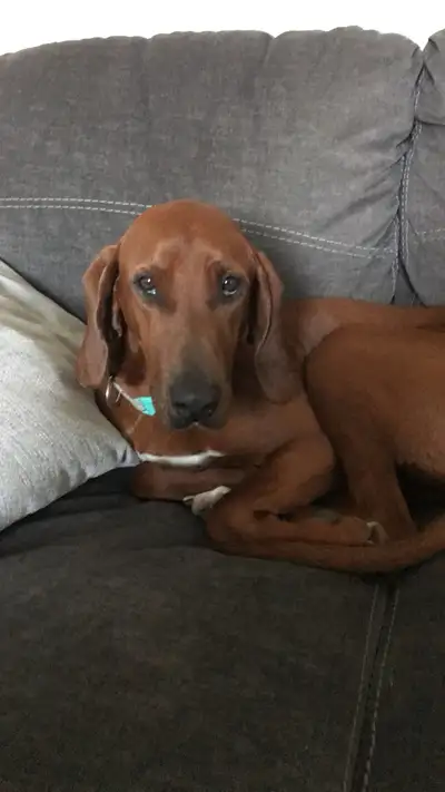 8 year old female redbone coonhound for rehoming. ‘Rosie’ is fixed, house trained, and all her vacci...