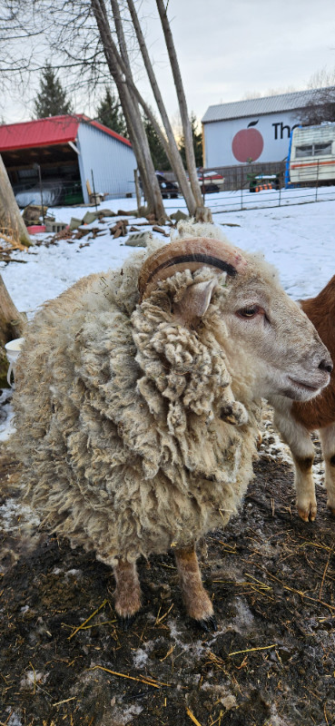 Sheep/lambs/goats in Livestock in Peterborough - Image 3