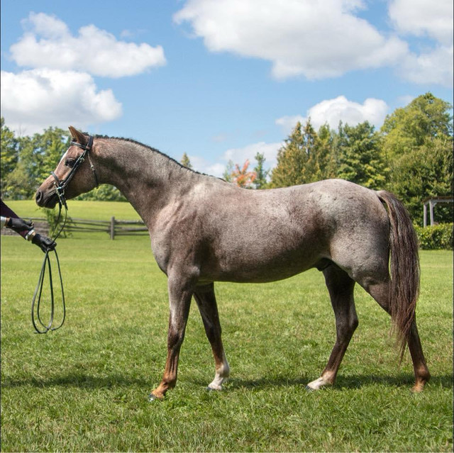 Welsh Pony Stallion offering stud services  in Horses & Ponies for Rehoming in Muskoka - Image 3