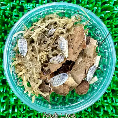 Dairy Cow Isopods (Porcellio laevis), View more