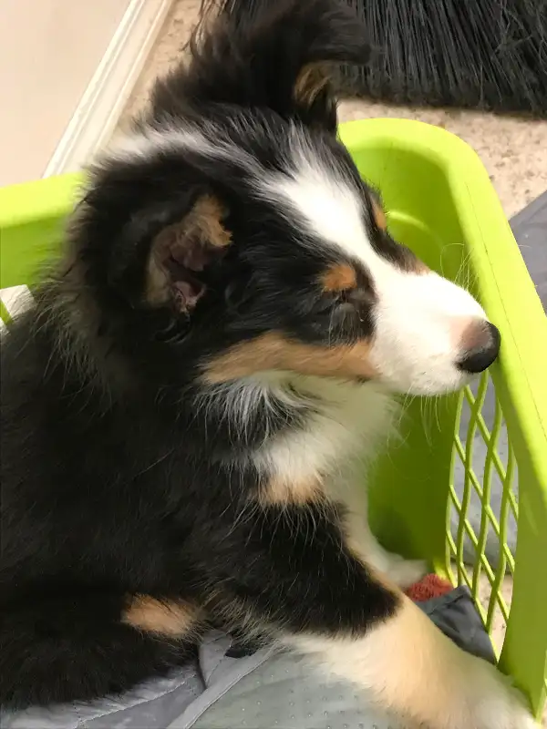 SHELTIE PUPPIES CKC REGISTERED in Dogs & Puppies for Rehoming in St. Albert - Image 8