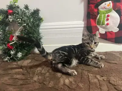 Lynx mâle et femelle, View more