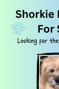 Shorkies for sale