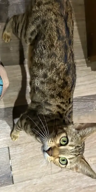 Chaton Bengal - Femelle in Cats & Kittens for Rehoming in Sherbrooke - Image 3