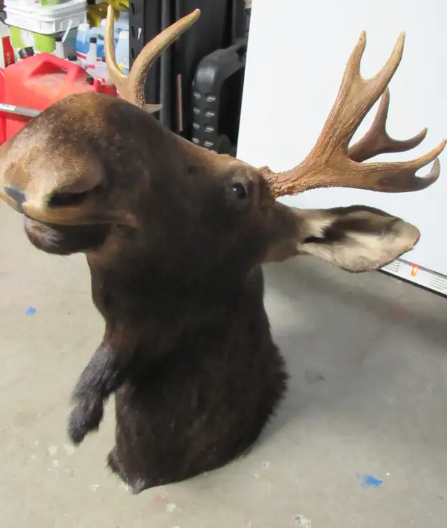 moose head559281034096824321