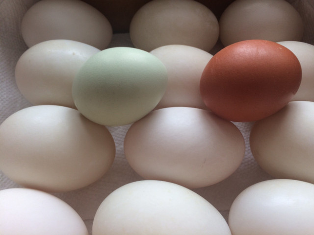 Pekin Duck Hatching Eggs in Livestock in St. Catharines