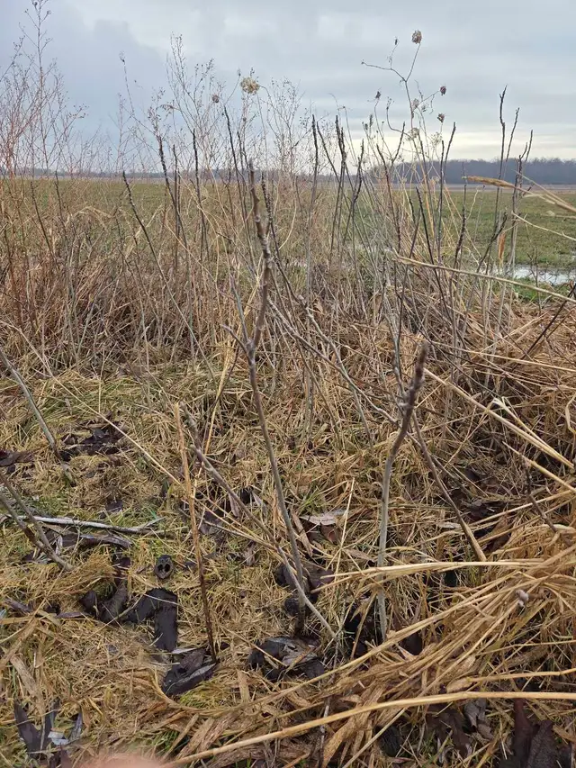 Black Walnut saplings  in Plants, Fertilizer & Soil in Hamilton - Image 2