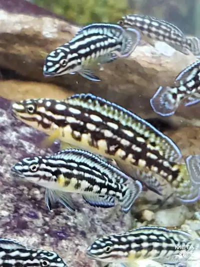 ********A Cap-Santé******** Julidochromis Marlieri Disponible dans le 2 à 2.75 pouces Spécial à 10$...