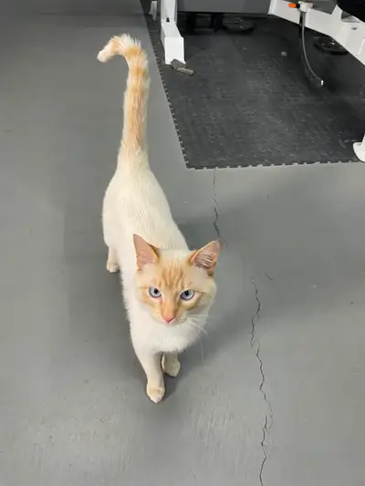 Male cats free to a good home, View more