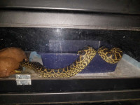 Yellow Water Boa Delivery Available!