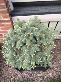 Dwarf Blue Spruce