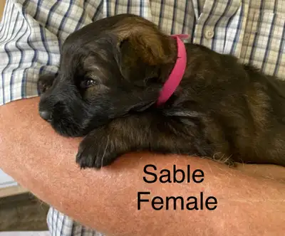 CKC REGISTERED PUREBRED GERMAN SHEPHERD  PUPS FOR SALE, View more