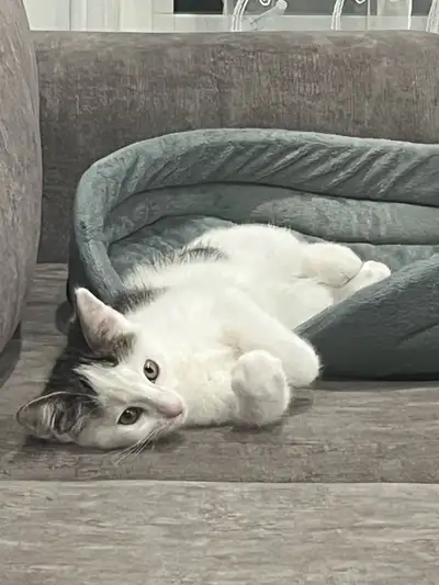 one month kitten, View more