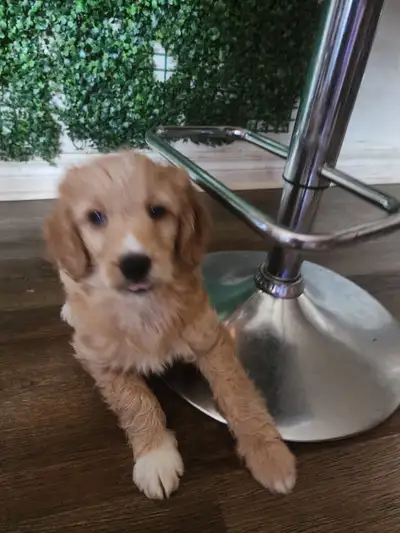 MINI GOLDEN DOODLES FOR SALE, View more