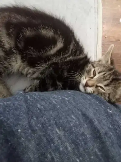 kitten for sale, View more