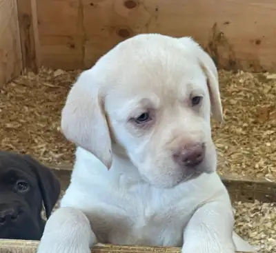 Femelle labrador blond, View more