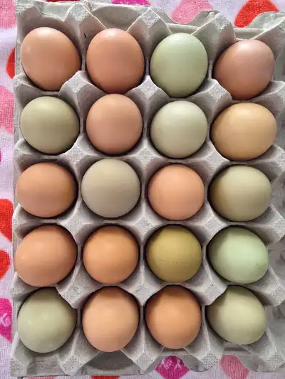 Oeufs de poules frais chaque jour - à vendre, View more