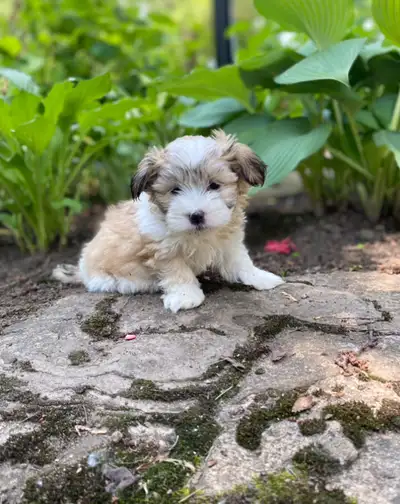 Only one girl the rest are all boys. If you’ve been thinking about adding a sweet, small dog to your...