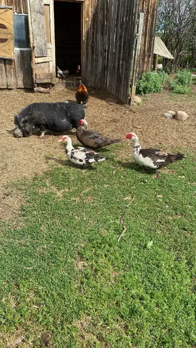 muscovy duck hatching eggs, View more